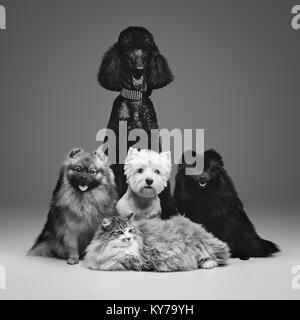 Deux beaux chiens spitz caniche, et chat sur fond gris. Les visages heureux. Studio shot sur fond sombre. Banque D'Images