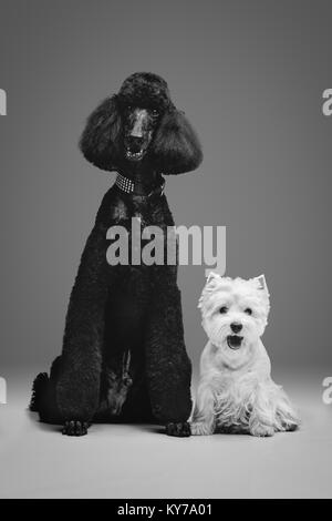 Beau chien caniche noir adultes. Studio shot sur fond gris. Copier l'espace. Banque D'Images