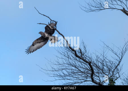 Un Écossais commun ayant Buzzard décollé de sa perche sur un arbre contre un ciel bleu froid en hiver. Banque D'Images