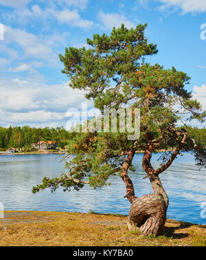 Arbre avec tronc noueux à Ostra Lagno réserve naturelle sur la côte de l'Ljustero, comté de Stockholm, Suède, Scandinavie. Banque D'Images