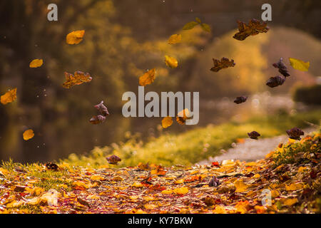 Matin d'automne - les feuilles qui tombent Banque D'Images