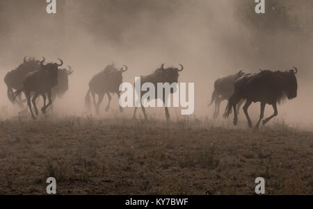 Mad troupeau de gnous courir vite loin de prédateur, nuage de poussière et saleté, désert africain, prix et de l'espace pour le texte, le titre, la légende - Octobre Banque D'Images