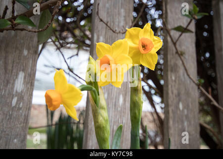 Au printemps la floraison des jonquilles naines, Felpham, West Sussex Banque D'Images