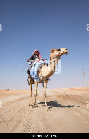 Abu Dhabi, UAE - Dec 15, 2017 : old man riding son chameau dans le désert au cours d'Al Dhafra camel festival. Banque D'Images