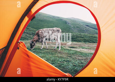 Voir l'entrée d'une tente camping plein air vache pâturage concept de vie voyage vacances d'aventure outdoor Banque D'Images