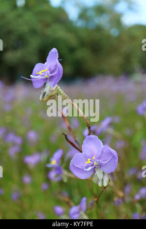 Fermé une paire de violet pastel Murdannia avec champ de fleur fleurs flou en arrière-plan Banque D'Images