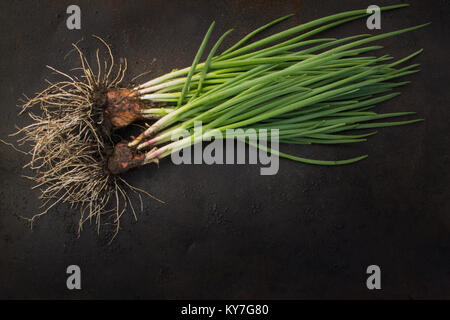 Avec des racines d'oignons verts frais dispersées au dark metal grunge background. Des photos. Banque D'Images