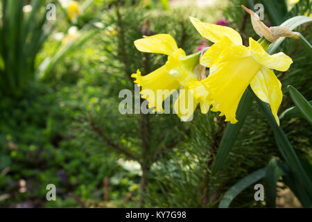 Jaune jonquille sur un fond vert. faible profondeur de champ. L'accent sur la première fleur. Banque D'Images