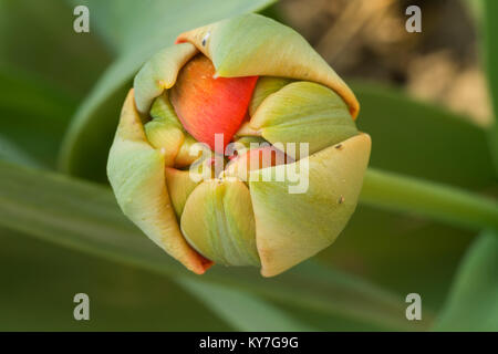 Tulip non ouverte gros plan sur le bouton Arrière-plan flou Banque D'Images