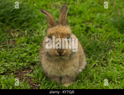 Petit lapin gris libre assis dans l'herbe. Bunny. photo composée de deux images. Banque D'Images