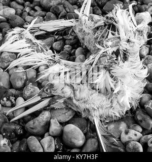 Demeure d'un fou de bassan, plage du Tréport, Normandie, France Banque D'Images