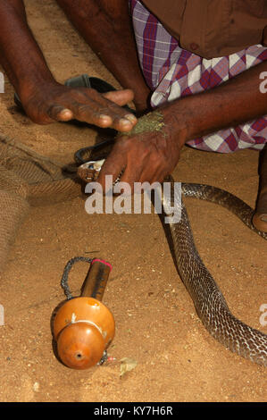 Catcher serpent cobra indien supprime de venin le dos de sa main avec des herbes, Tamil Nadu, Inde du Sud Banque D'Images