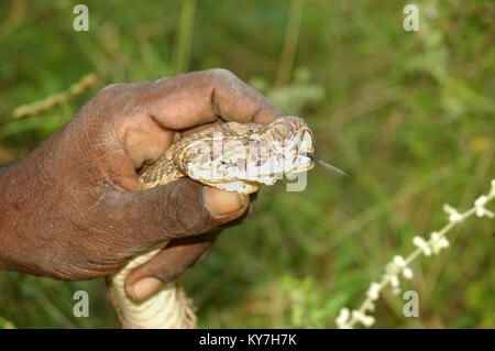 Main tenant des profils Russell's Viper, Daboia russelii, Tamil Nadu, Inde du Sud Banque D'Images