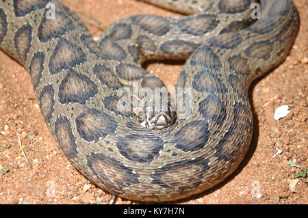 Le Viper de Russell adultes, Daboia russelii, Tamil Nadu, Inde du Sud Banque D'Images