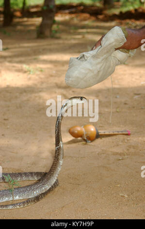 Snake catcher utilise son sac d'herbes utilisé pour pacifier un Indien, cobra Naja naja, Tamil Nadu, Inde du Sud. Le sac d'herbes est placé sur le serpent il Banque D'Images