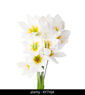 Lilies isolé sur un fond blanc. blanc rain lily (zephyranthes candida) Banque D'Images