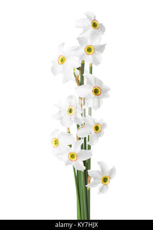 Bouquet de Narcisse (Narcissus poeticus blanc) isolé sur blanc. Banque D'Images