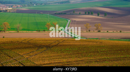 Paysage rural résumé avec l'allée de châtaigniers en Moravie du Sud, République Tchèque Banque D'Images