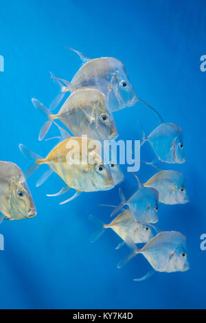 Poisson de sport (Selene vomer lookdown) dans l'eau bleue Banque D'Images