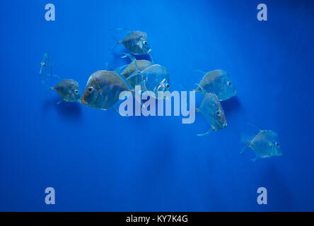 Poisson de sport (Selene vomer lookdown) dans l'eau bleue Banque D'Images