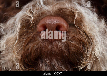 Belle fluffy Lagotto Romagnolo chien chiot. studio shot sur fond brun. copier l'espace. Banque D'Images