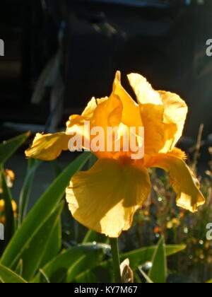 Iris jaune Banque D'Images