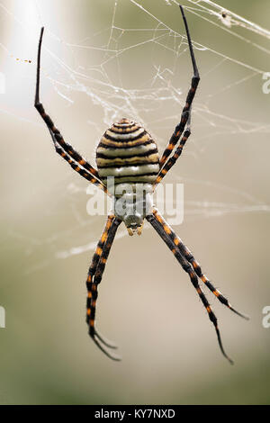 Les espèces d'araignées Argiope aurantia est couramment appelée l'araignée des jardins jaune Banque D'Images