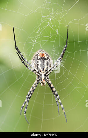 Les espèces d'araignées Argiope aurantia est couramment appelée l'araignée des jardins jaune Banque D'Images