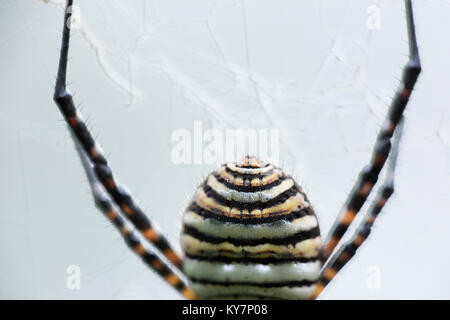 Les espèces d'araignées Argiope aurantia est couramment appelée l'araignée des jardins jaune Banque D'Images