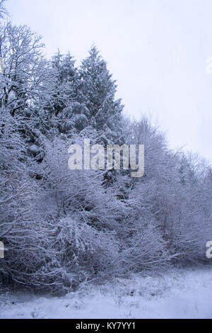 Les arbres tombés sur la neige Banque D'Images