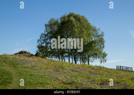 Un groupe d'arbres de bouleau d'argent entouré de jacinthes sur une colline à Bradgate Park, Leicestershire, Angleterre, Royaume-Uni Banque D'Images