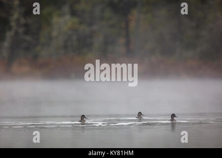 MAYNOOTH, ONTARIO, CANADA - Le 29 octobre 2017 : Grand Harle (Mergus merganser) nager sur un lac près de Maynooth. Banque D'Images