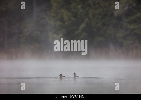 MAYNOOTH, ONTARIO, CANADA - Le 29 octobre 2017 : Grand Harle (Mergus merganser) nager sur un lac près de Maynooth. Banque D'Images