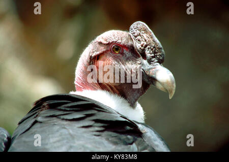 Mâle adulte condor des Andes (Vultur gryphus), El Pico Aguila Merida Venezuela Banque D'Images