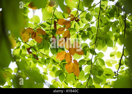 Hêtre les feuilles des arbres changent de couleur en automne Banque D'Images