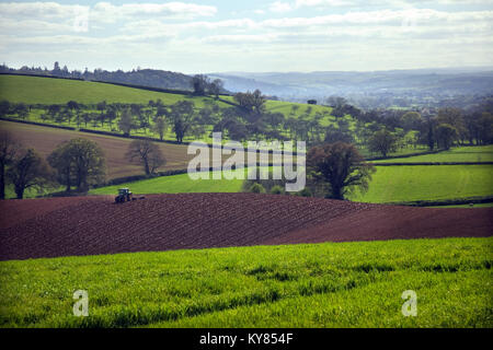 Culture de printemps - matériel roulant - dans les champs au début du printemps vert livide de l'est du Devon près de Exeter, Killerton avec un vieux verger distance moyenne Banque D'Images