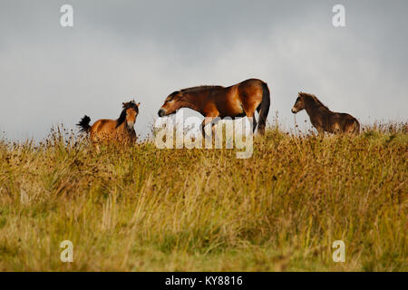 Un poulain poney Exmoor sauvages d'être châtiés par mère tandis que son frère ou sa sœur. Banque D'Images