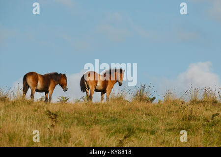 Une paire de poneys Exmoor sauvages (UK). Banque D'Images