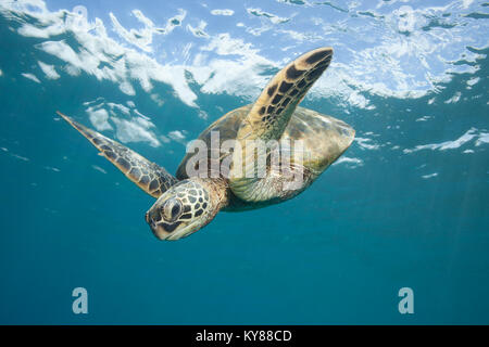 Tortue de mer verte vole à travers l'océan vitreux Banque D'Images