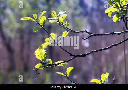 Les brindilles de Hazel avec de jeunes feuilles vertes au printemps. Les feuilles sont mis en lumière par le soleil. Arrière-plan flou, selective focus. Banque D'Images