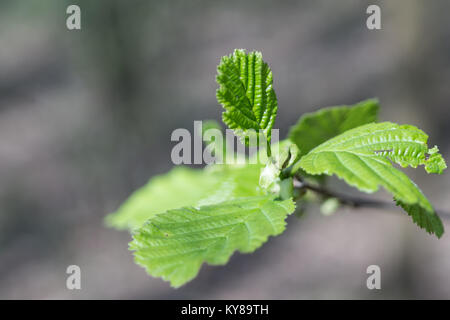 De jeunes feuilles de noisetier (Corylus) en gros plan du printemps. Focus sélectif. Banque D'Images