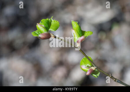 De Rameau (Corylus) avec de jeunes feuilles vertes au printemps. Les feuilles sont mis en lumière par le soleil. Arrière-plan flou, selective focus. Banque D'Images