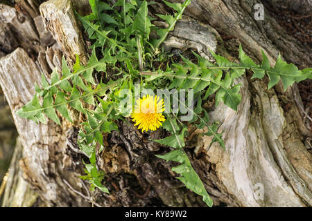 Pissenlit fleur unique (Taraxacum) croissant sur un vieux tronc d'arbre sur la rive du lac. Fleur jaune, feuilles vertes. Banque D'Images
