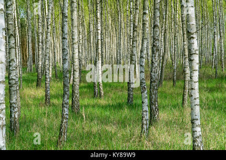 Birch Grove sous le soleil de printemps avec des troncs de bouleaux blancs et feuillage vert frais. Paysage de forêt au printemps. Fond naturel. Banque D'Images