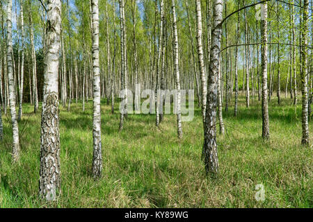 Birch Grove sous le soleil de printemps avec des troncs de bouleaux blancs, feuillage vert frais et ciel bleu en arrière-plan. Paysage de forêt au printemps. Natural Background Banque D'Images