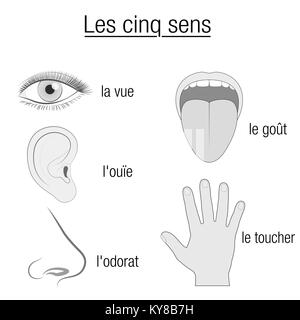 Cinq sens, LES NOMS FRANÇAIS - graphique avec les organes sensoriels des yeux, des oreilles, de la langue, du nez et de la main et désignation appropriée vue, ouïe, goût, odorat, toucher. Banque D'Images