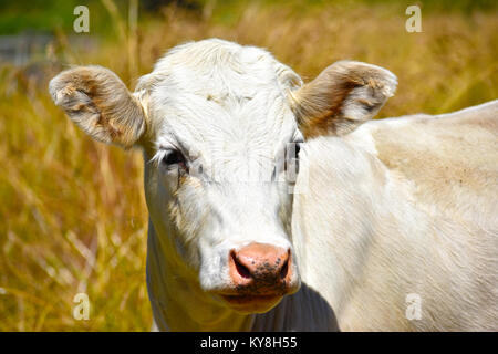 Un taureau blanc avec les oreilles comme si l'écoute ou en alerte. Banque D'Images