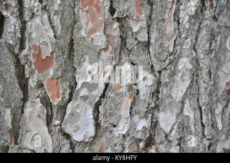 Arbre de l'écorce sur saine lumière du jour sur l'île de Losinj, Croatie Banque D'Images