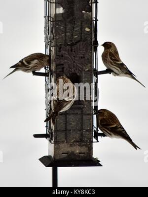 Quatre petits sizerins commun assis sur les perchoirs d'une mangeoire pour oiseaux. Prises le 9 janvier, 2018 à 3:45 PM. Banque D'Images