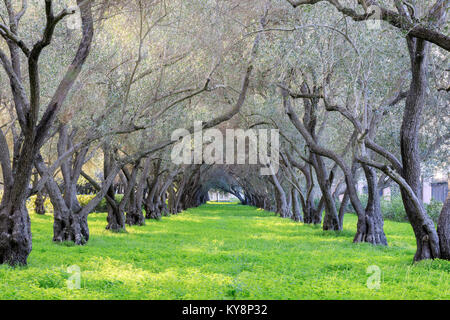 Olive Grove de tranquillité. Carmel de San Francisco - Carmel de l'Enfant Jésus. Banque D'Images